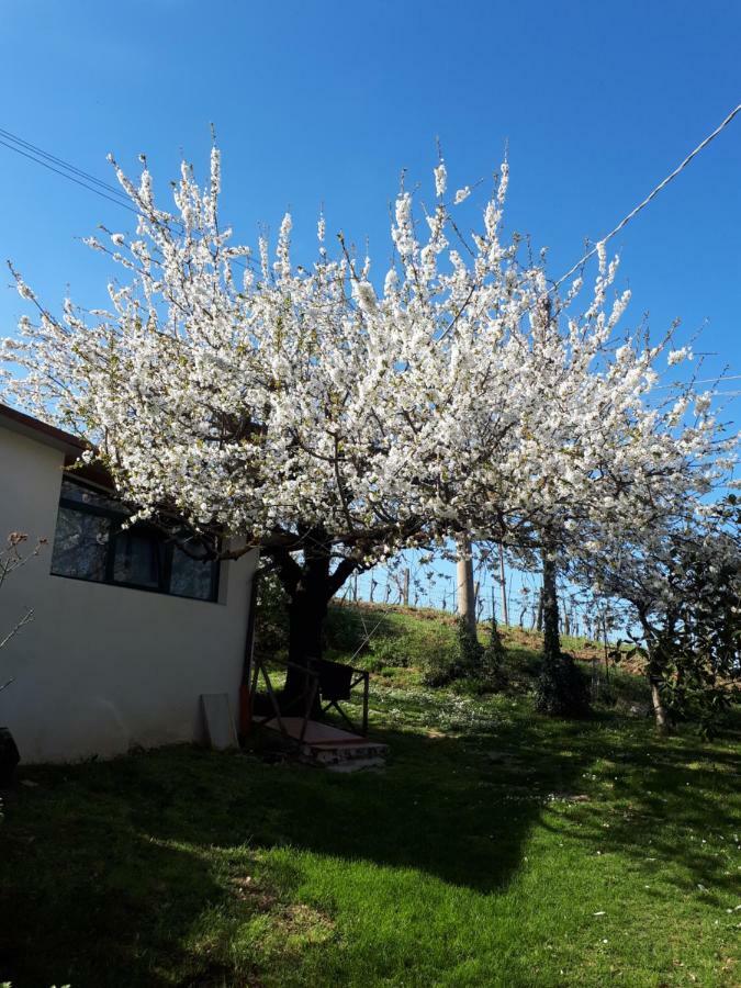 Il Ciliegio Del Pellegrino Apartamento Gubbio Exterior foto